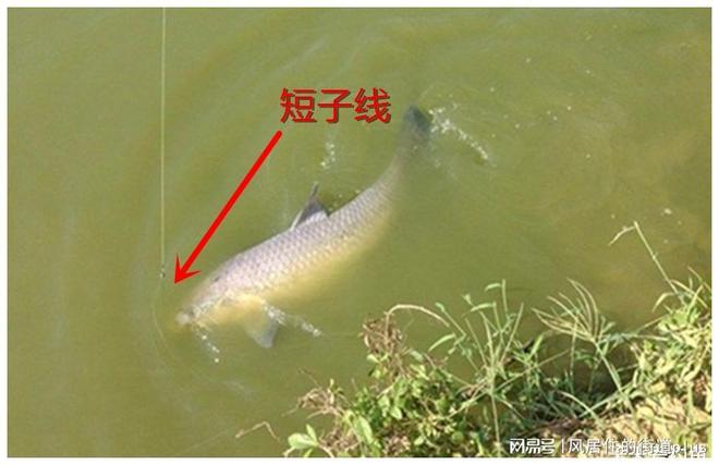 梦境解析，怀孕期间梦见两条鱼奔跑的深层含义与心理解读