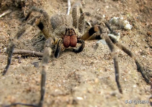 梦到蜘蛛，好兆头还是坏预兆？