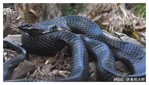 梦见蛇缠身，准备做生意之人的预兆与启示