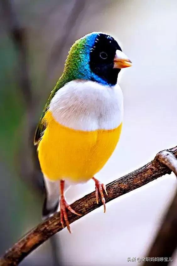 彩色的梦境，解读梦中彩鸟的象征意义