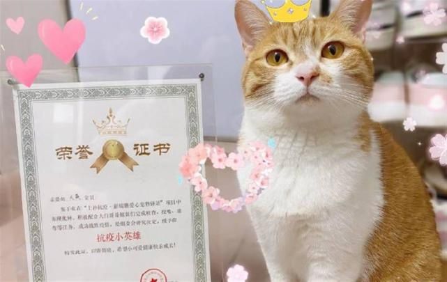 梦境中的温馨伴侣，梦到小猫小狗的深层含义解析