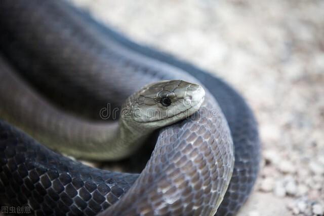 昨晚梦见被蛇咬了一口，这代表了什么？