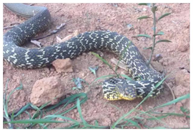 梦见蛇与爬树，探索梦境中的隐秘象征