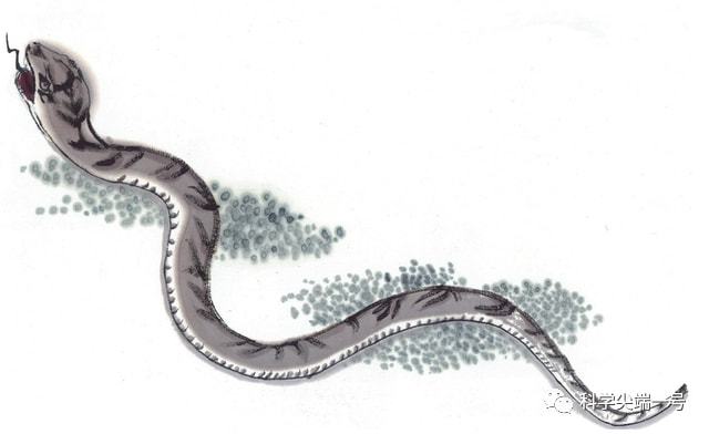 解析梦境中的蛇，为何害怕蛇的梦境让人心生恐惧？