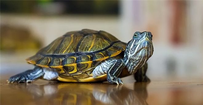 梦到蛇与乌龟，26岁男性解梦之旅的寓意与启示