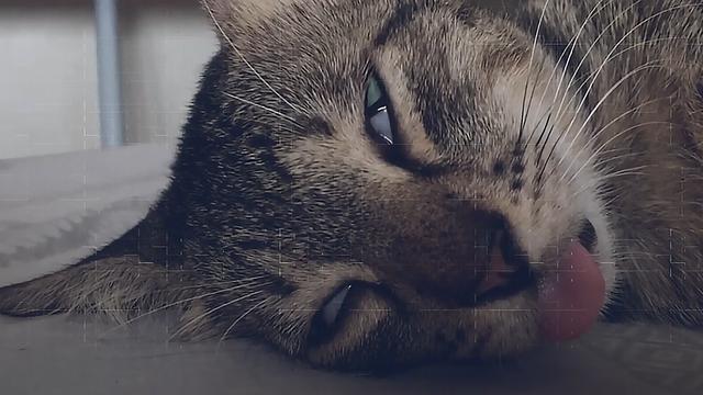 梦境迷踪，解析梦见我把奇怪动物掐断脖子的深层含义