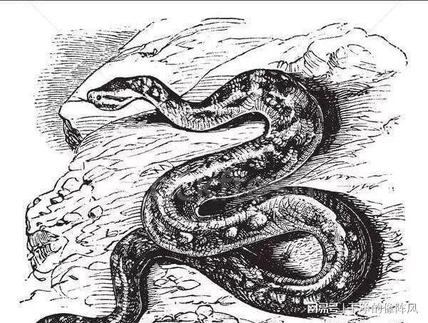 孕妇梦境解析，身上拉出两条青蛇的寓意与心理解读