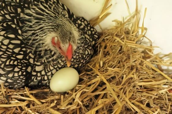 梦见蛇与鸡蛋，潜意识的隐喻与启示