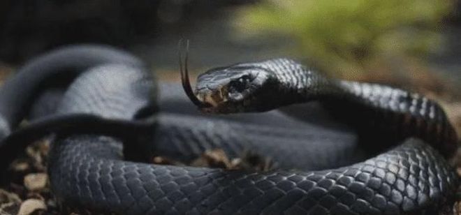 梦境的隐喻，梦见放生许多蛇却未放生鱼的含义解析