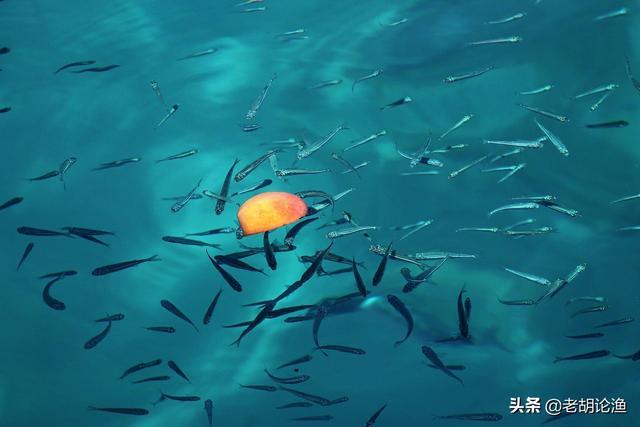 梦境解析，梦见把一条大鱼开膛破肚，里面藏着无数小鱼小虾的深层含义