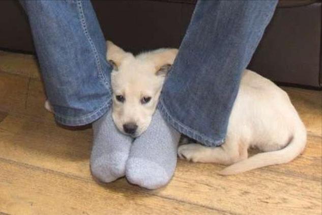 梦境解析，梦见被三只黑狗咬的深层含义与心理暗示