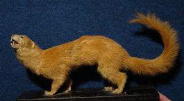 梦回后院，黄鼠狼的夜行曲——解梦之旅