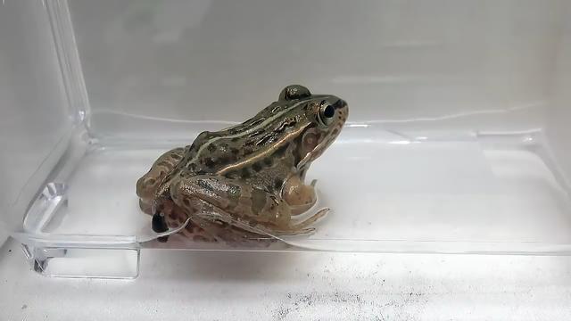 梦境的异象，解读梦中癞蛤蟆与天花板的深层含义