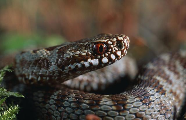 夜里梦见蛇，古老象征与现代解读的交织