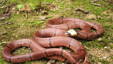 解梦，在老家水沟旁的蛇群——探寻内心深处的隐秘与觉醒