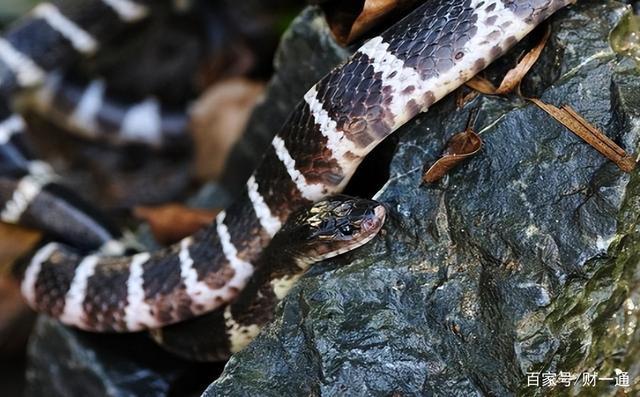 女孩梦见蛇，梦境背后的深层含义与解析