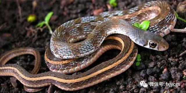 梦境交织，两条绿蛇与一条蟒蛇的深层寓意探索