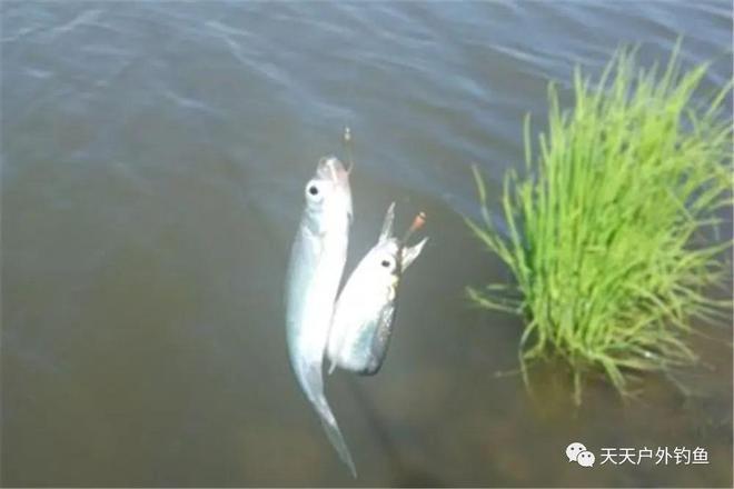 吉兆还是隐忧？梦见钓到大鱼是好是坏的深度解读