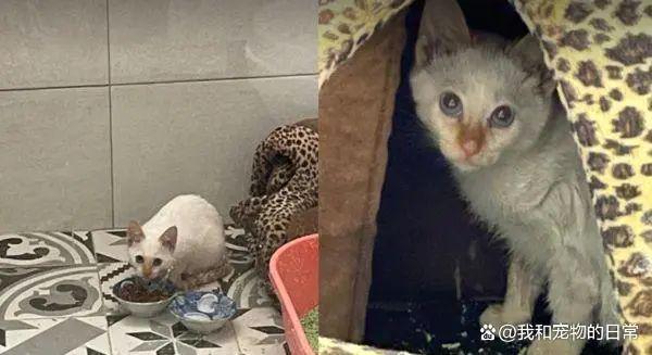 梦境奇谈，猫龟合体的神秘预言与心灵对话