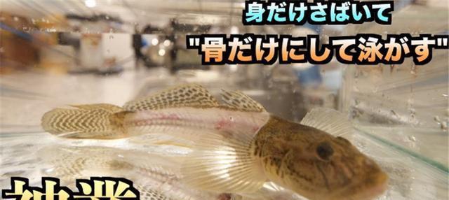 解梦，梦见河中三条大活鱼——两大一中等的he鱼游走，寓意何在？