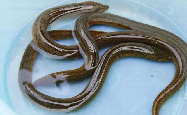 梦见蛇周公解梦，池塘边的奇遇——鳝鱼与虻的寓意探析