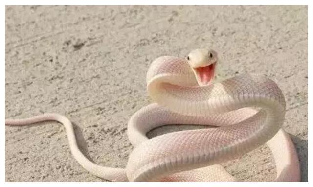 梦见细长白蛇追身，探索梦境背后的深层含义