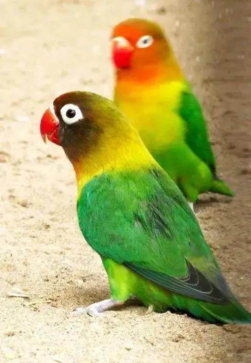 梦境解析，梦见带忠毛的蓝色鹦鹉——探寻内心深处的忠诚与智慧