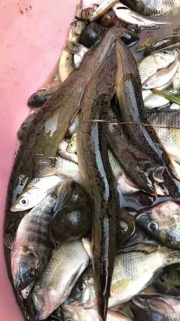 梦见塘里好多鱼和鳝鱼，财富与机遇的象征