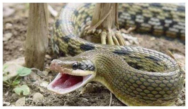 做梦梦到很多蛇，探索梦境中的神秘象征与深层含义