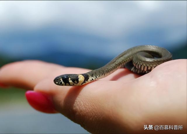 梦境解析，梦见抓到小蛇后流下鲜红之血，放生背后的深层寓意