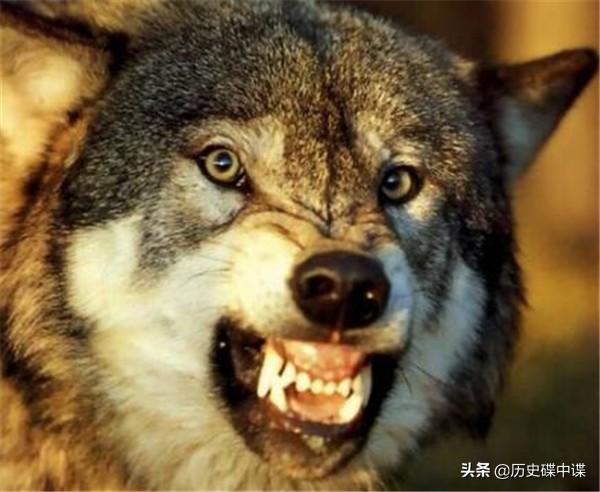 梦见狼向自己扑来，探索梦境背后的深层含义与心理解析