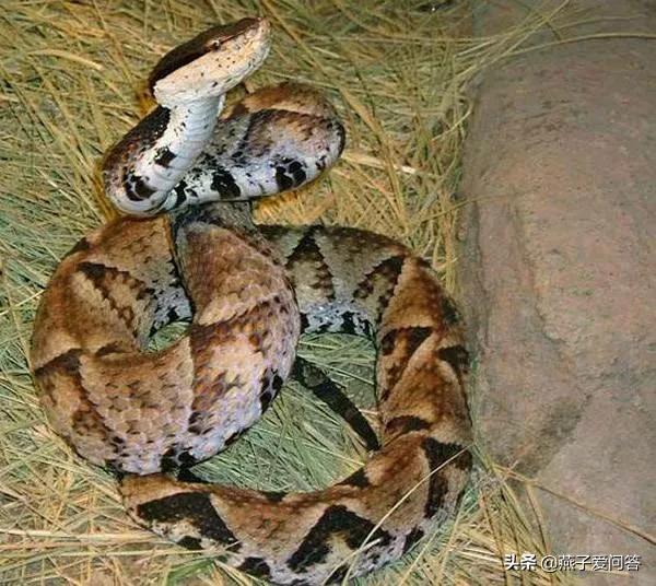 梦见只剩下一个头的蛇，探索梦境背后的深层含义