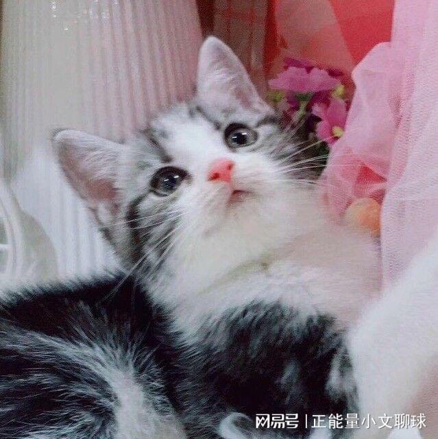 梦境解析，为何会梦到黑猫扑向我？