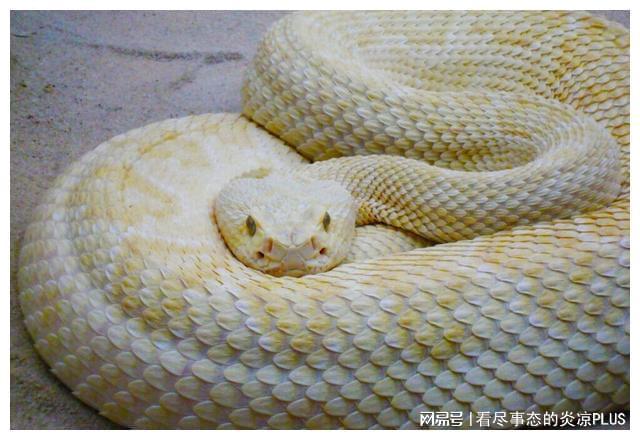 做梦梦见蛇怎么回事？我是女生，而且这几天我梦见两次急