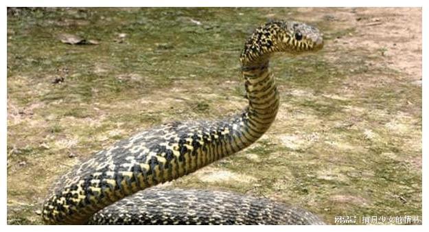 梦境解析，为何会梦到一条大黄色的蟒蛇？