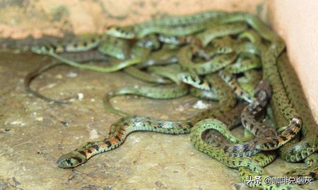 梦见蛇从鸡的肚子里钻出来，解析梦境背后的深层含义