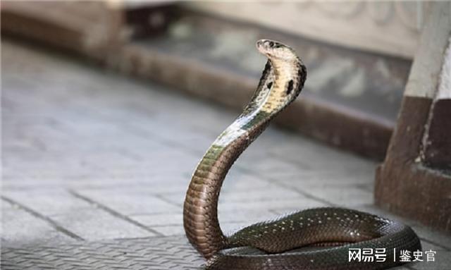 梦见两条蛇其中一条追上来咬了我脖子一口，解读梦境中的警示与启示