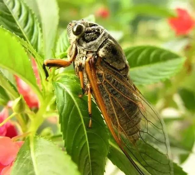 蝉鸣之梦，捕捉与释放的寓意探索