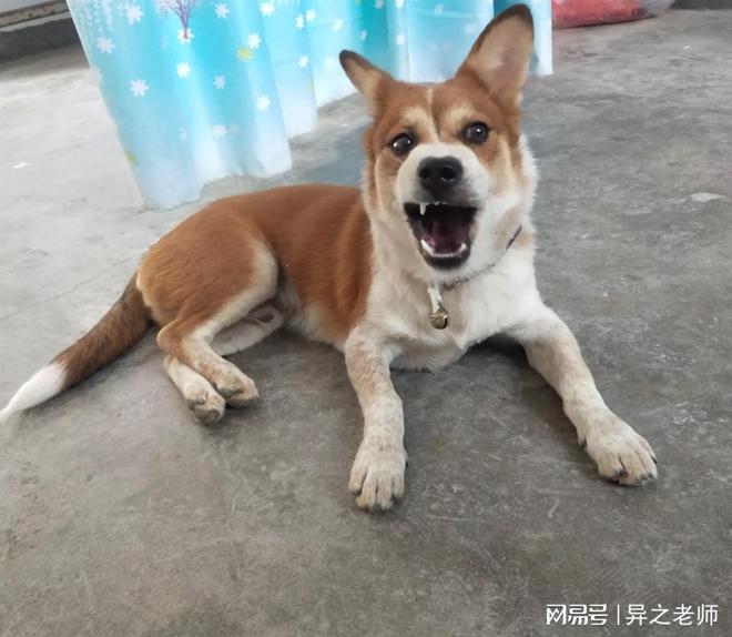 梦境解析，当狗在路途上朝你吠叫——探寻梦境背后的深层含义与预示