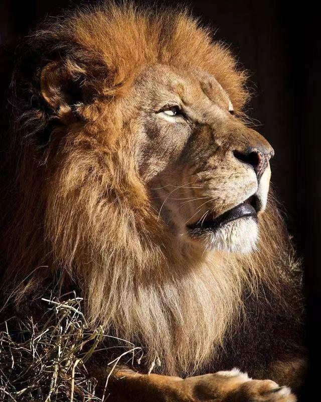 被束缚的力量，解读梦中被铁链束缚的狮子追逐的寓意