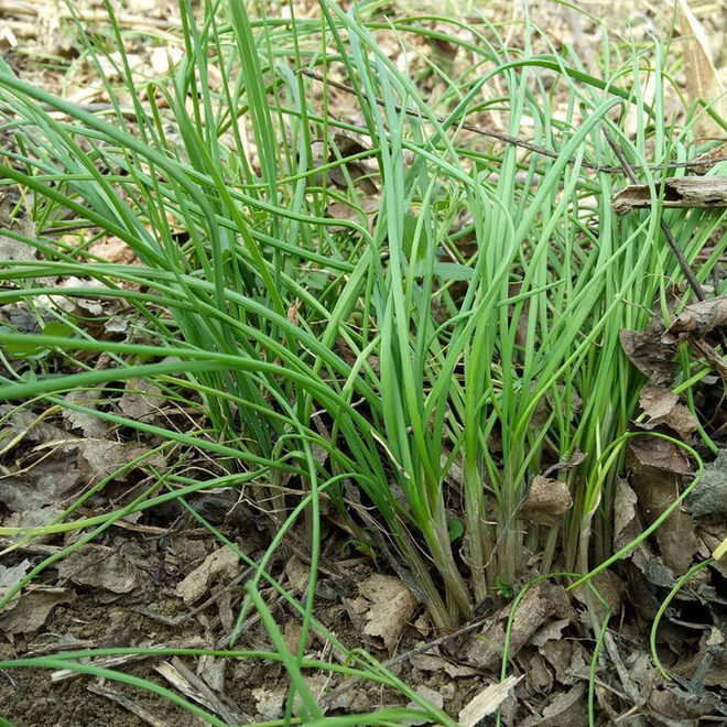 梦见地里长了很多绿色的葱，寓意与解析