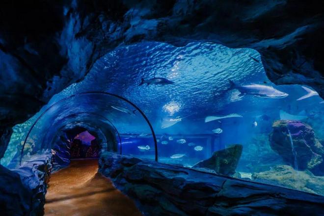 梦境捕鱼，探索内心深层的渴望与收获