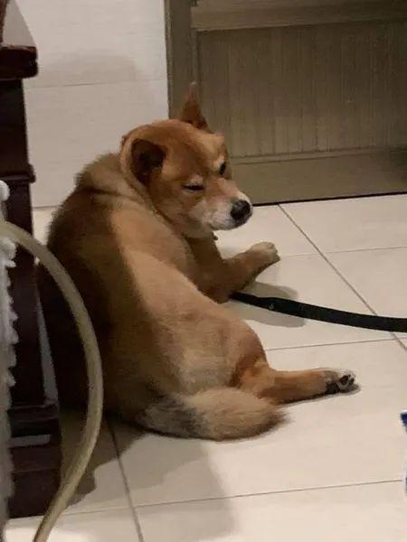 解析梦境，梦见被自家狗咬住手指不放的深层含义