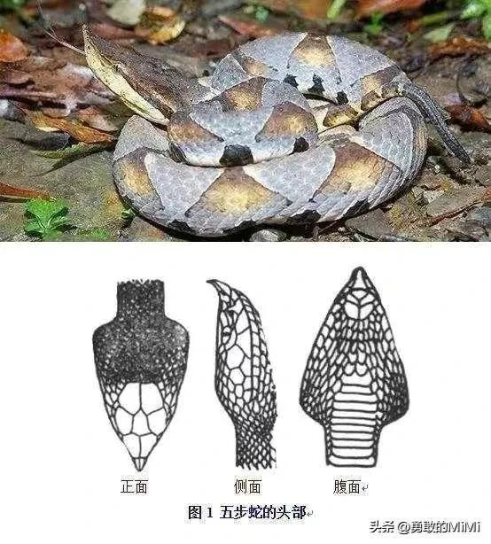 为什么我经常梦到蛇而且有很多，探索梦境中的神秘符号