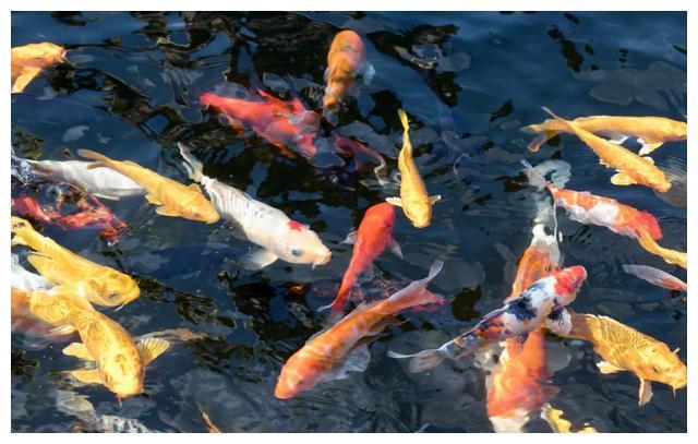 请问周公解梦，昨晚梦见抓鱼意味着什么？抓了很多的梦境解析