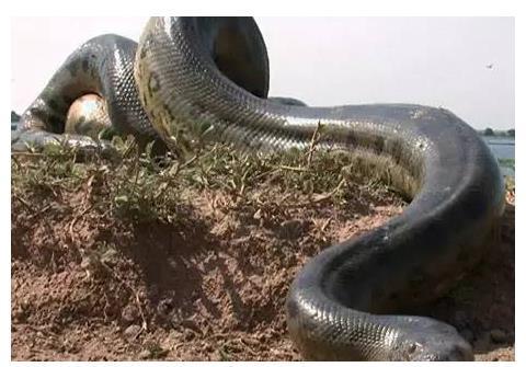 梦里水影，梦见水里有一条黄色的蟒蛇