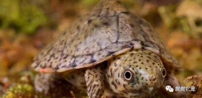 梦回龟影，软壳之谜与灰色希望——解析梦中乌龟的深层寓意
