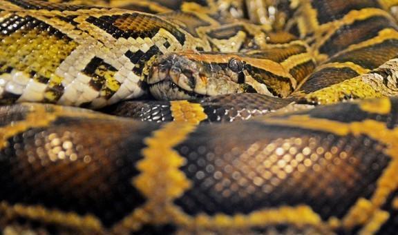 做梦梦到好多蛇，是吉兆还是凶兆？解析梦境中的蛇象征与心理暗示