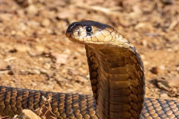 梦见眼镜蛇咬脖子，梦境背后的深层含义与解析