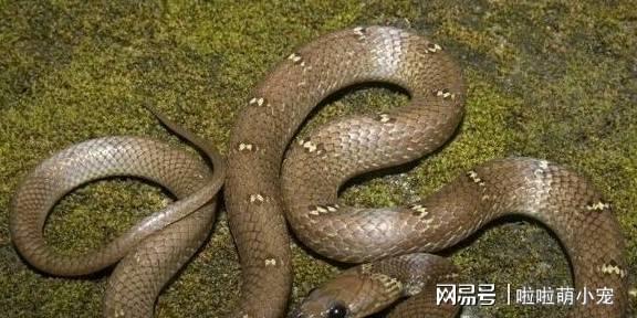 梦见好多蛇，探索梦境背后的深层含义与心理解析